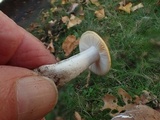 Russula lutea image