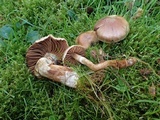 Cortinarius hinnuleus image