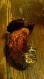 Boletus frostii image