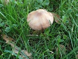 Cortinarius hinnuleus image