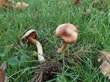 Cortinarius hinnuleus image