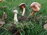 Cortinarius hinnuleus image