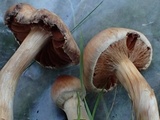 Cortinarius hinnuleus image