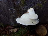 Tyromyces galactinus image
