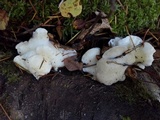 Tyromyces galactinus image