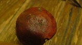 Boletus frostii image