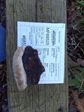 Fomitopsis ochracea image