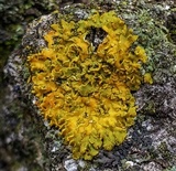 Oxneria fallax image