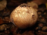 Scleroderma verrucosum image