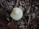 Tricholoma sulphurescens image