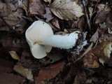 Tricholoma sulphurescens image