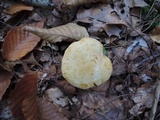 Tricholoma sulphurescens image