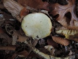 Tricholoma sulphurescens image