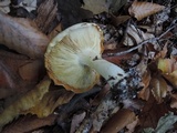 Tricholoma sulphurescens image
