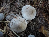 Tricholoma scalpturatum image