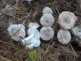 Tricholoma scalpturatum image
