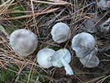 Tricholoma scalpturatum image
