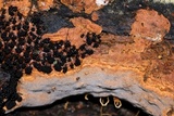 Rigidoporus crocatus image