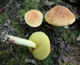 Boletus ferrugineus image