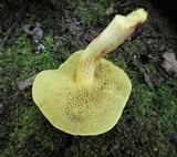 Boletus ferrugineus image