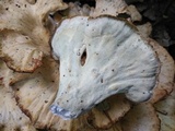 Meripilus sumstinei image