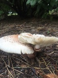 Leucoagaricus americanus image