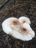 Leucoagaricus americanus image