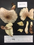 Leucoagaricus americanus image