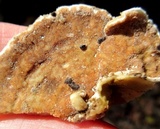 Gloeoporus dichrous image