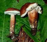 Tylopilus badiceps image