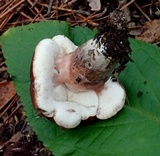 Tylopilus badiceps image