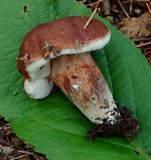 Tylopilus badiceps image