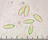 Tylopilus badiceps image