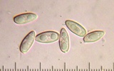 Tylopilus badiceps image