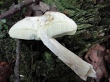 Boletus pallidus image