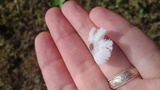 Leucocoprinus longistriatus image