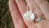 Leucocoprinus longistriatus image