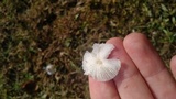 Leucocoprinus longistriatus image