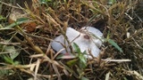 Leucocoprinus longistriatus image
