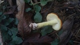 Amanita parcivolvata image