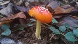 Amanita parcivolvata image