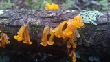 Dacryopinax spathularia image