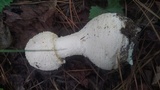 Amanita daucipes image
