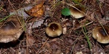 Hygrophorus fuligineus image