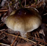 Hygrophorus fuligineus image
