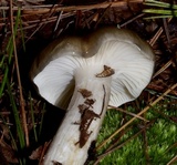 Hygrophorus fuligineus image