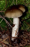 Hygrophorus fuligineus image