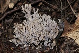 Tolypocladium ophioglossoides image