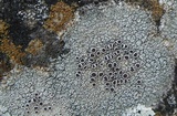 Lecanora campestris image