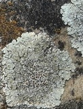 Lecanora muralis image